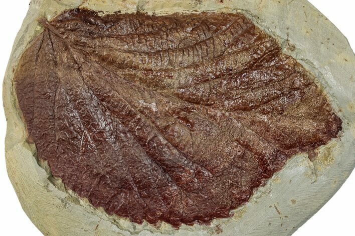 Fossil Leaf (Beringiaphyllum) - Montana #270984